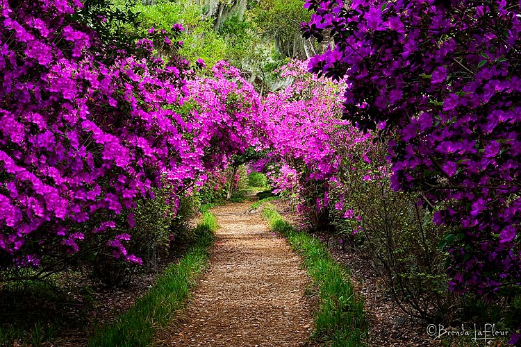 Azalea Arch