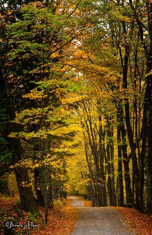 A Fall Lane