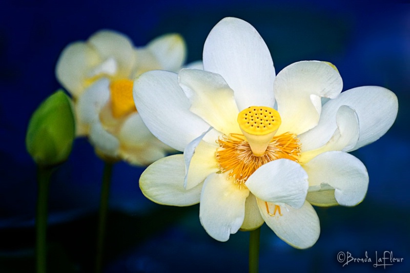 Wild Water Lily