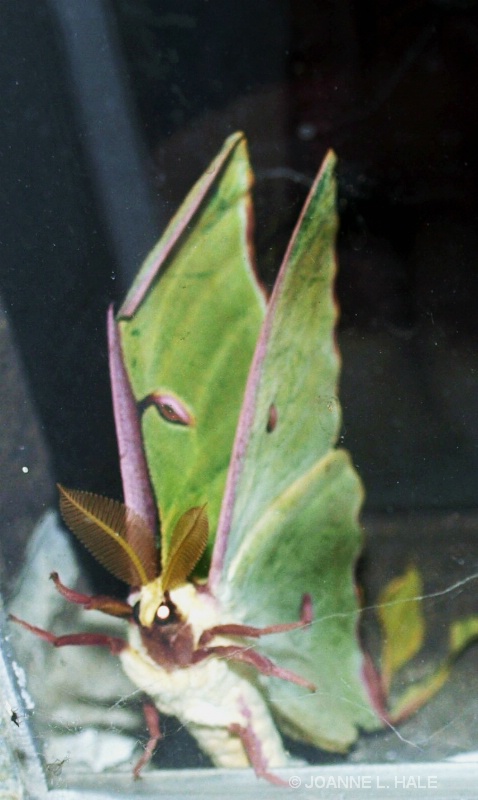 CREATURE OF THE NIGHT