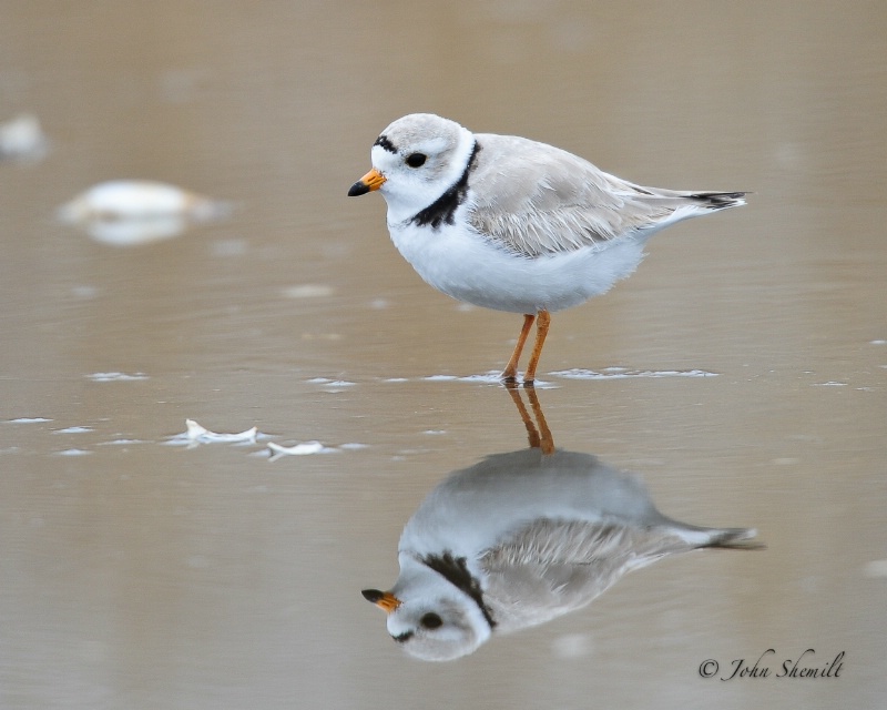 Piping Plovers - Apr 8th, 2011