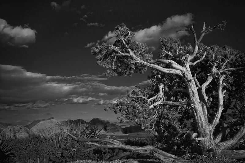 Nevada Highlands