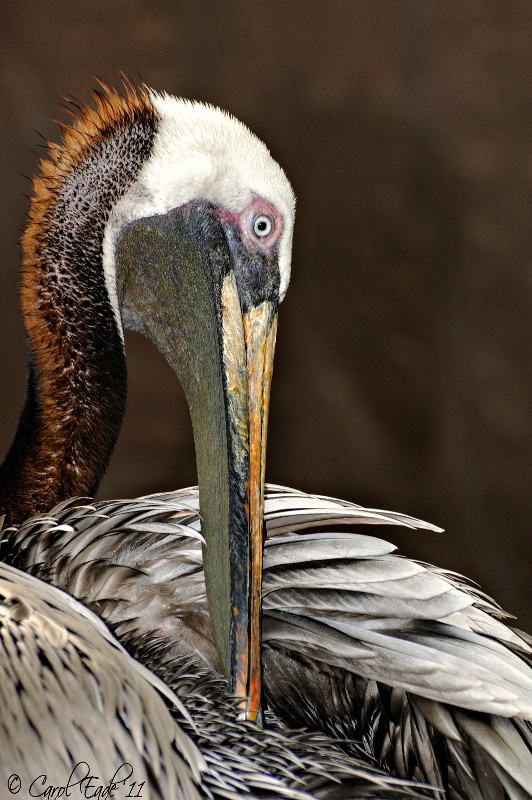 Pelican Profile