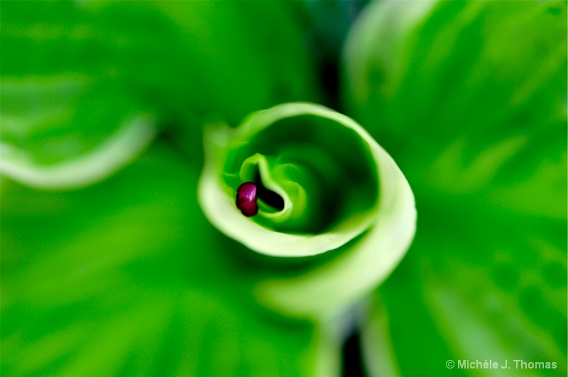 Red Bud Tree Bud, Being Swallowed By Hosta !