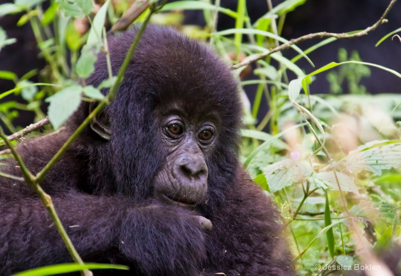 Young gorilla  [Agashya family (Group 13)]