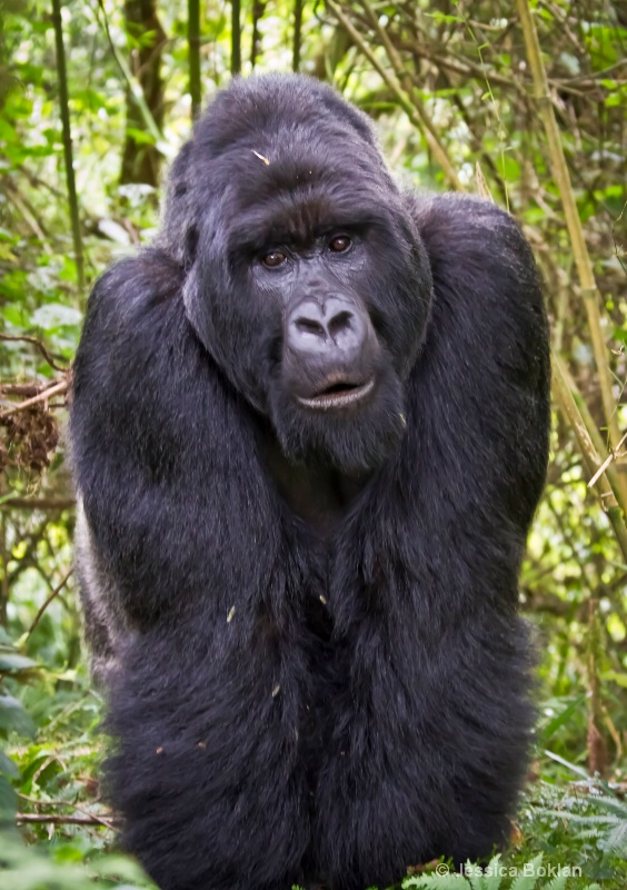 Agashya, silverback  [Agashya family (Group 13)]