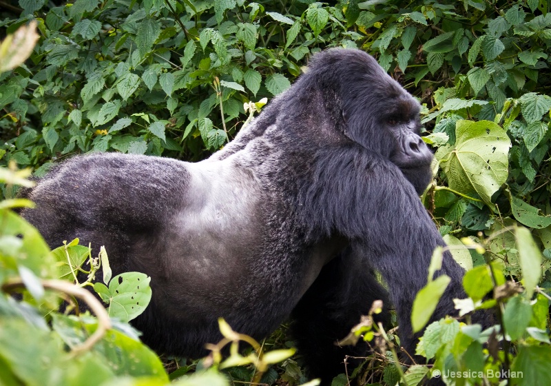 Silverback  [Kwitonda family]