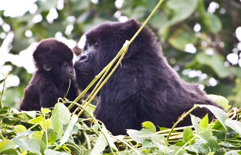 Nyiramurema (mom) with Wakawaka (baby)  [Kwitonda]