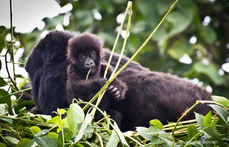 Nyiramurema (mom) with Wakawaka (baby)  [Kwitonda]