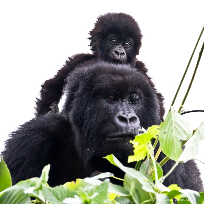 Nyiramurema (mom) with Wakawaka (baby)  [Kwitonda]