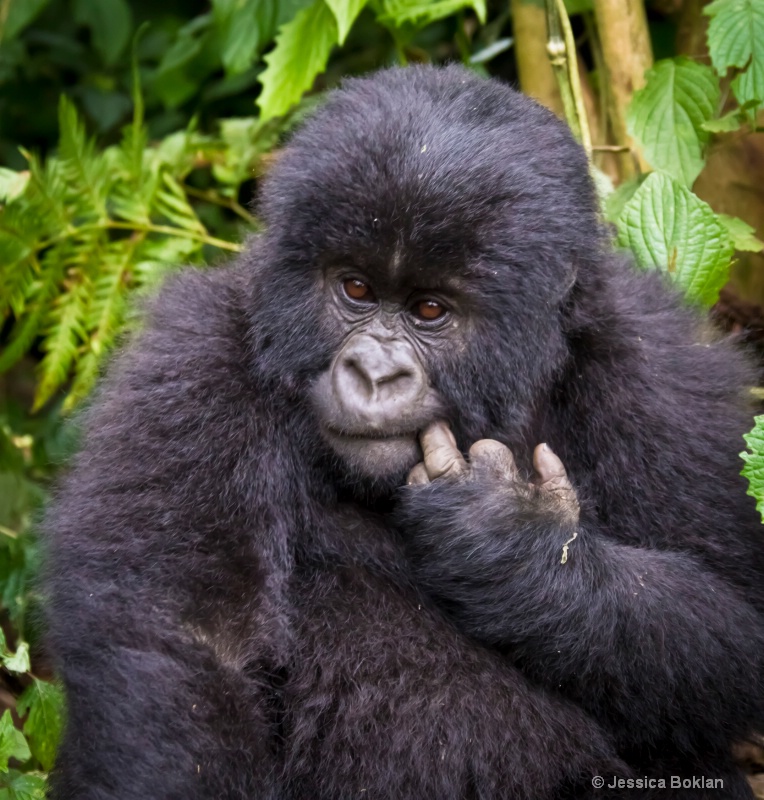 Young gorilla  [Kwitonda family]