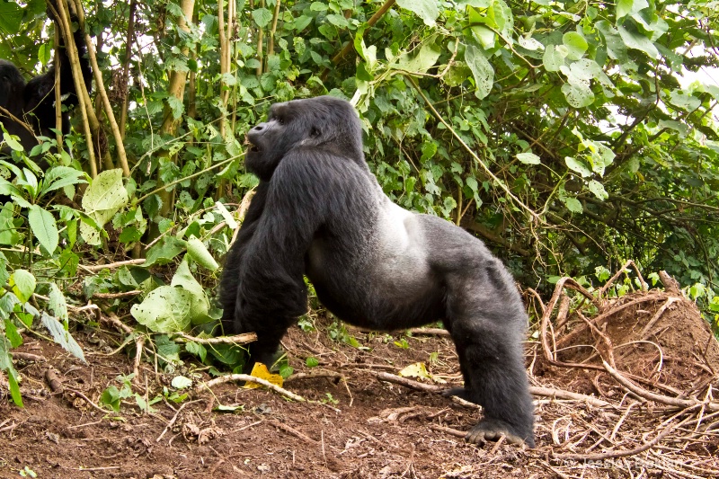 Silverback  [Kwitonda family]