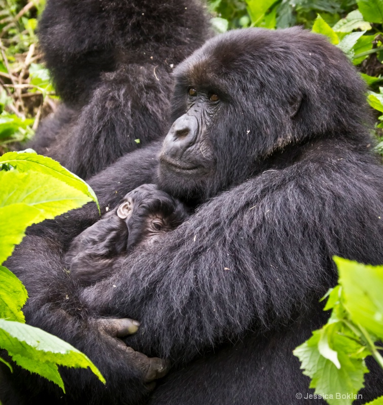 Marambo with 13 day-old newborn  [Kwitonda family]