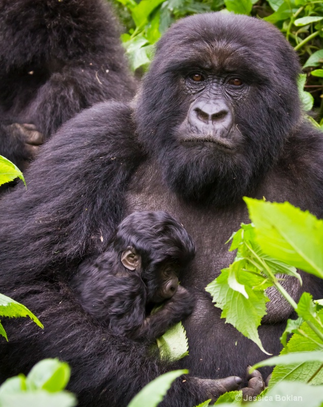 Marambo with 13 day-old newborn  [Kwitonda family]