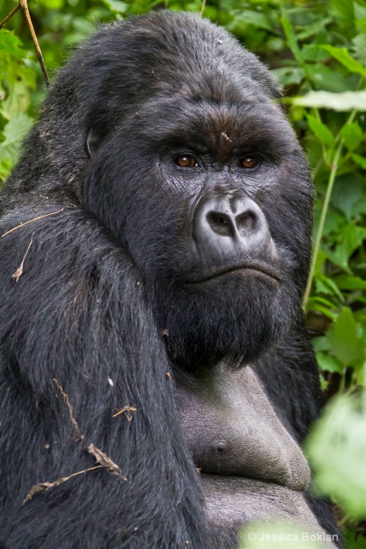 Silverback  [Kwitonda family]