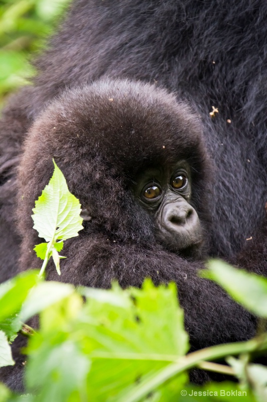 Infant gorilla  [Kwitonda family]