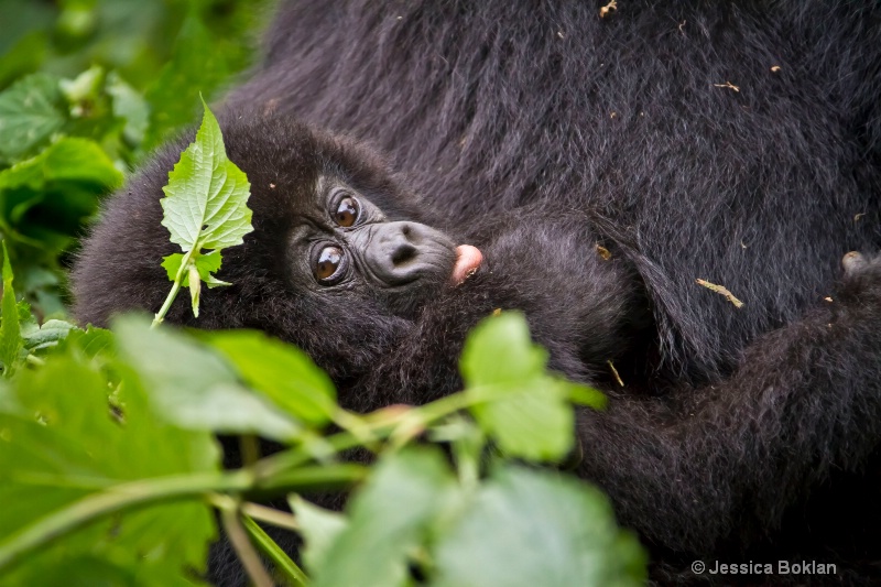 Infant gorillla  [Kwitonda family]