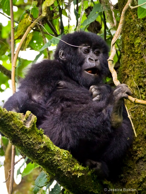 Young gorilla  [Kwitonda family]