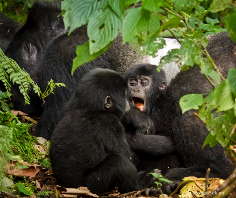Young gorillas playing by silverback  [Habinyanja]
