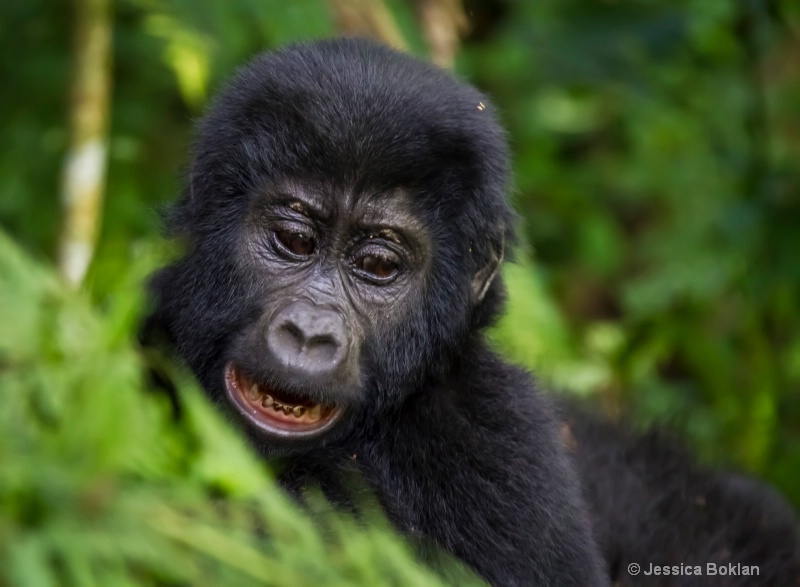 Young gorilla  [Habinyanja family]