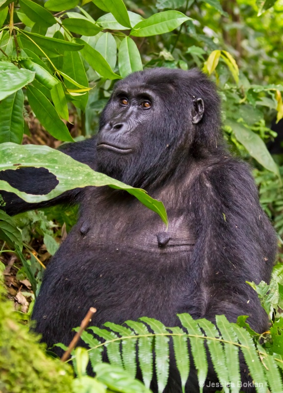 Adult female gorilla  [Habinyanja family]