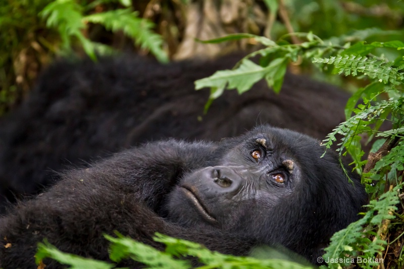 Adult gorilla  [Habinyanja family]