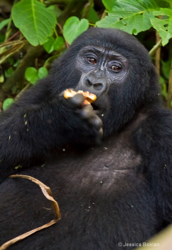 Gorilla visiting human campsite [Rushegurs family]