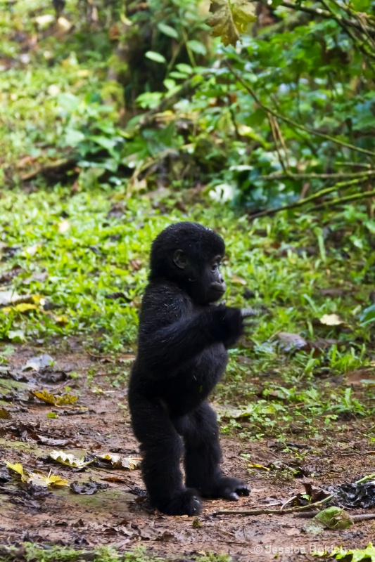 Young gorilla beating chest  [Rushegurs family]