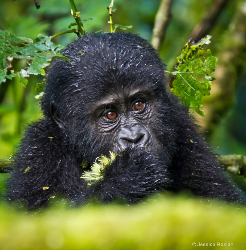 Young gorilla  [Rushegurs family]