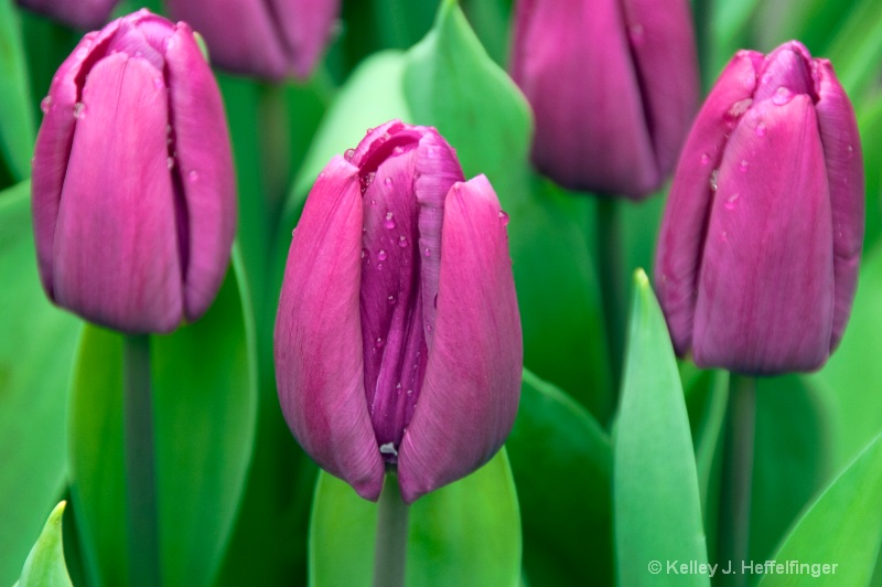 Striking Purple Tulips