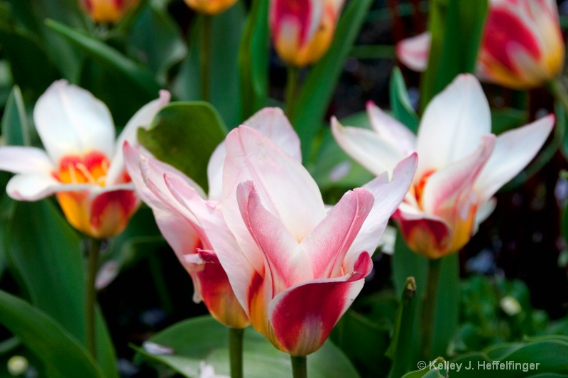 Sunburst Tulips 