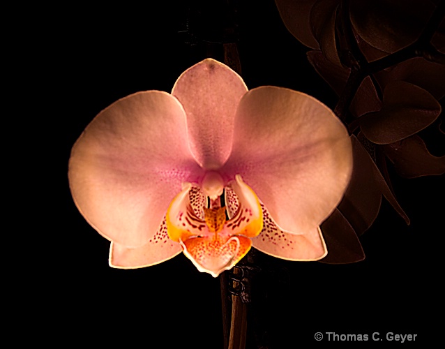 Midnight Orchid