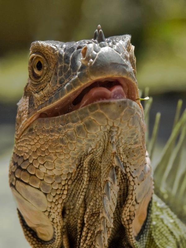Iguana Smile