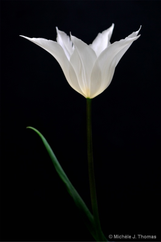White Tulip !