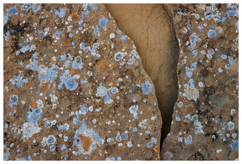 Lichens on Sandstone