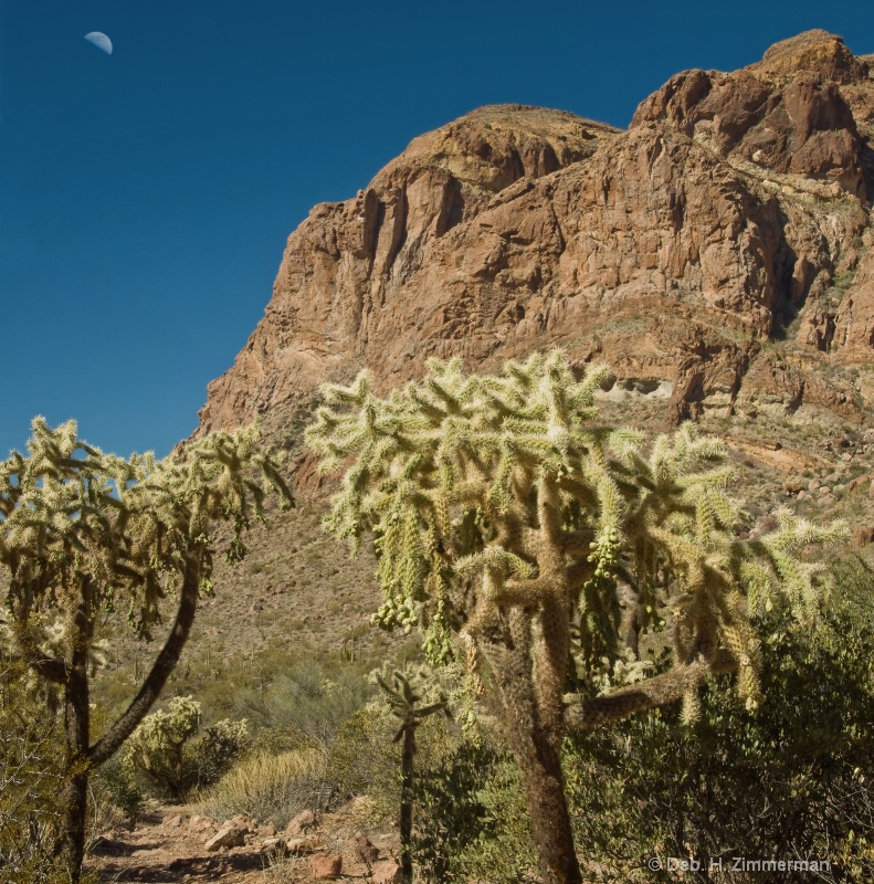 Moon over the Cholla at   Organ Pipe National Mon.