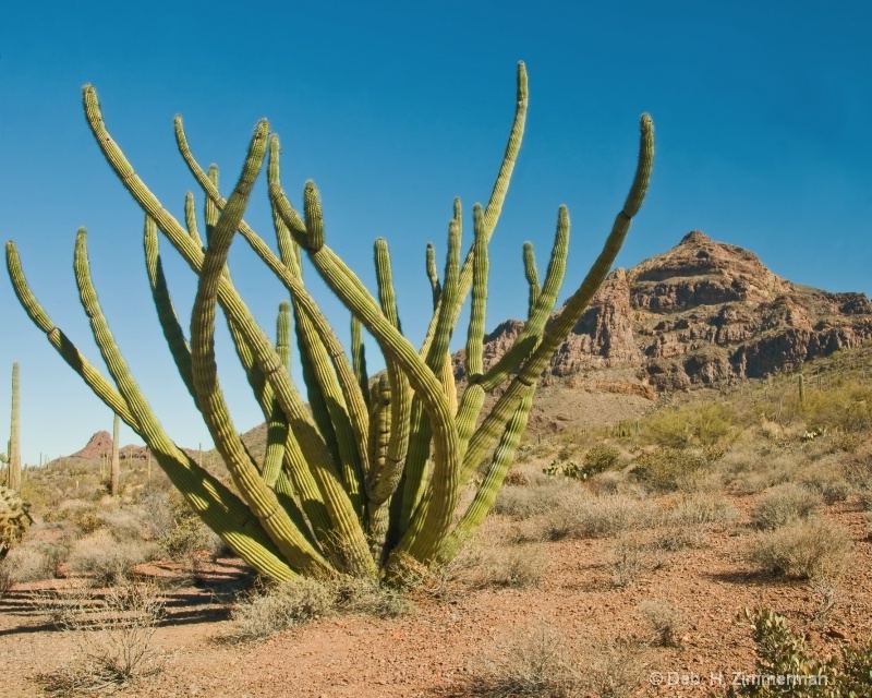 Organ pipe cactus  in national monument
