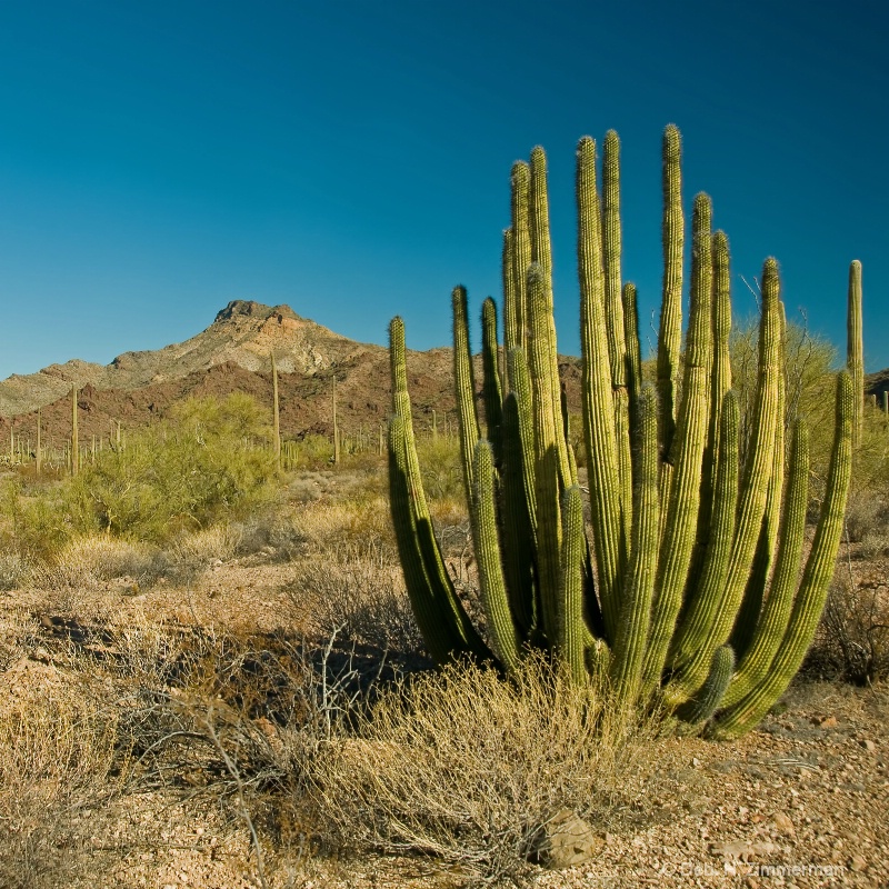 Organ Pipe Cactus in the Sun