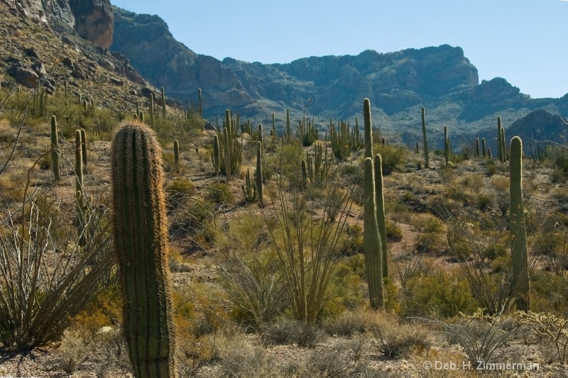 Ranks of Saguaro