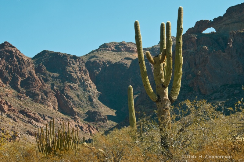 Under the arches at Organ Pipe National Monument  