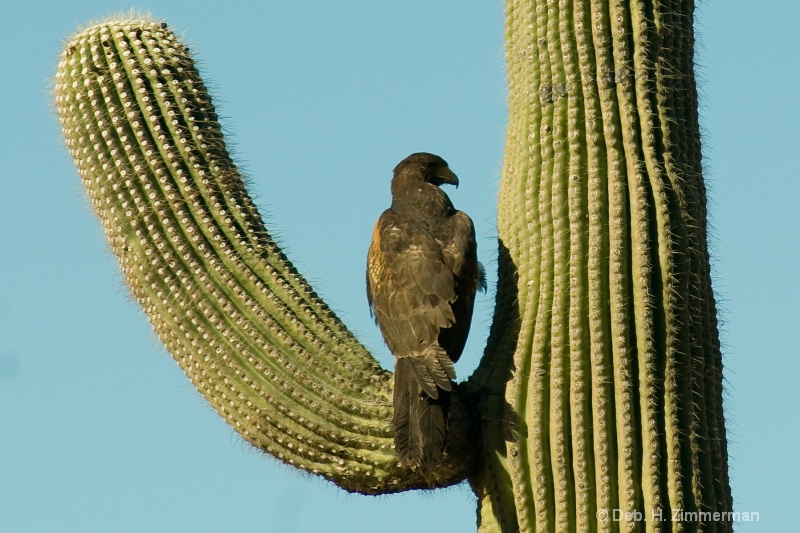 Wild Harris hawk