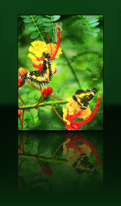 Texas Butterflies