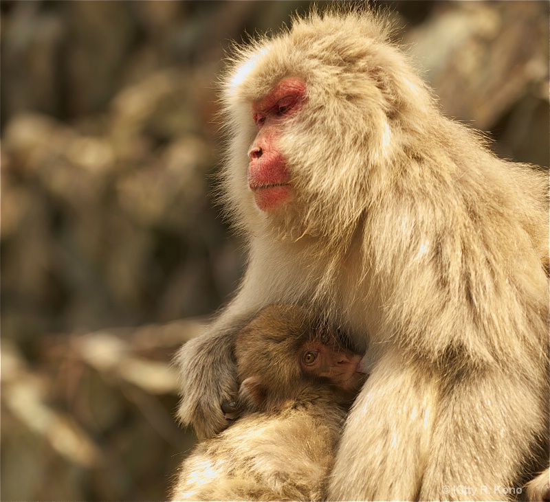 Mother and Baby Snow Monkey