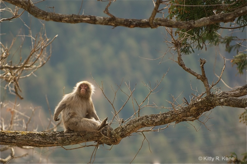 Japanese Macaque High in the Tree