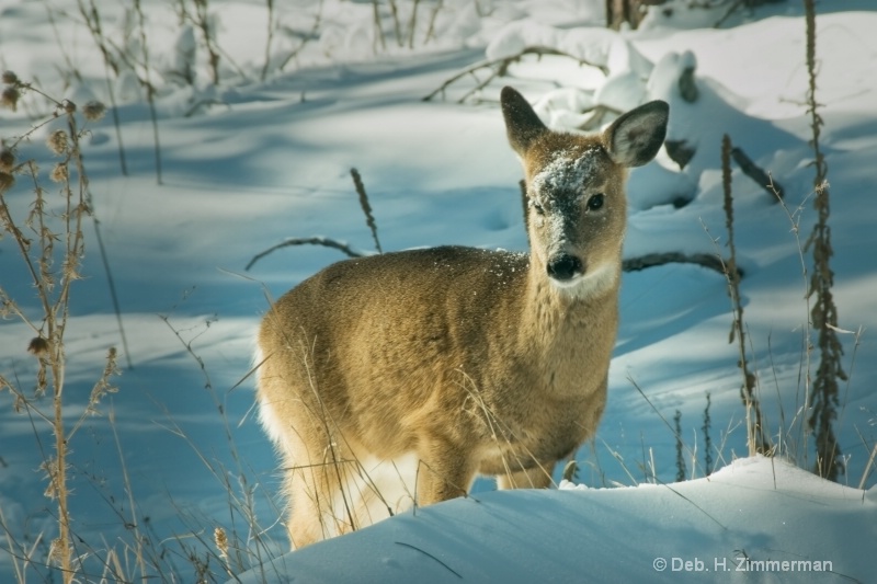 Doe in her First Winter