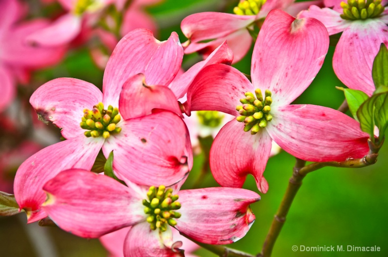 ~ MISSOURI'S DOGWOODS ~