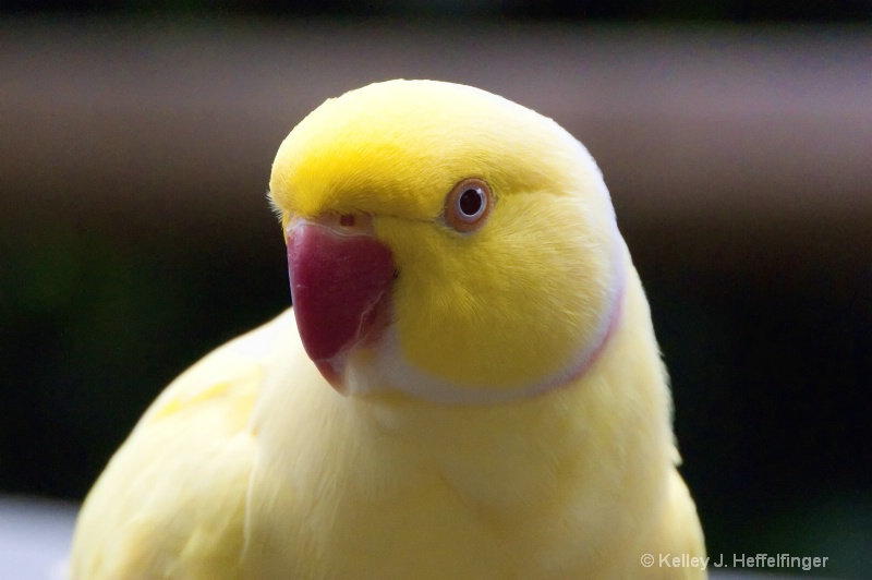 Closeup of Rose-ringed Parakeet