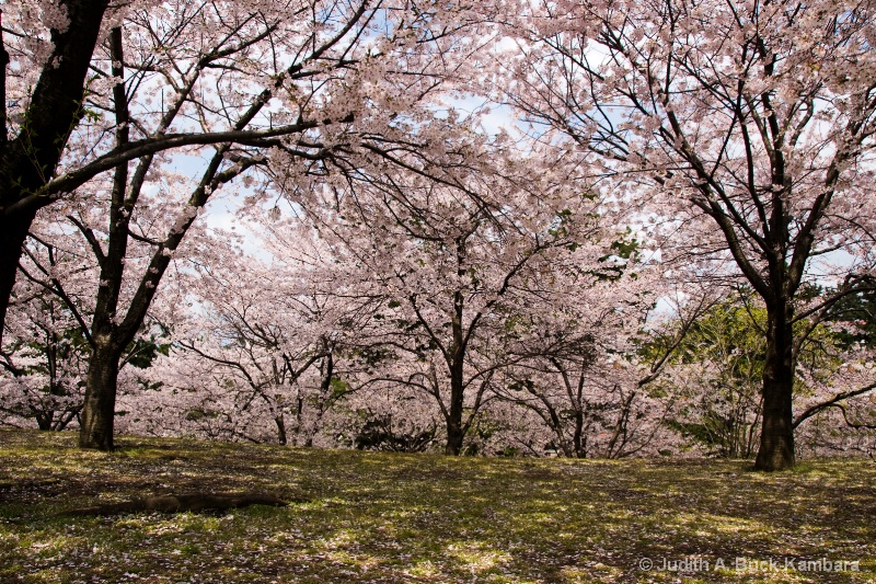 Hakusan Park Sakura