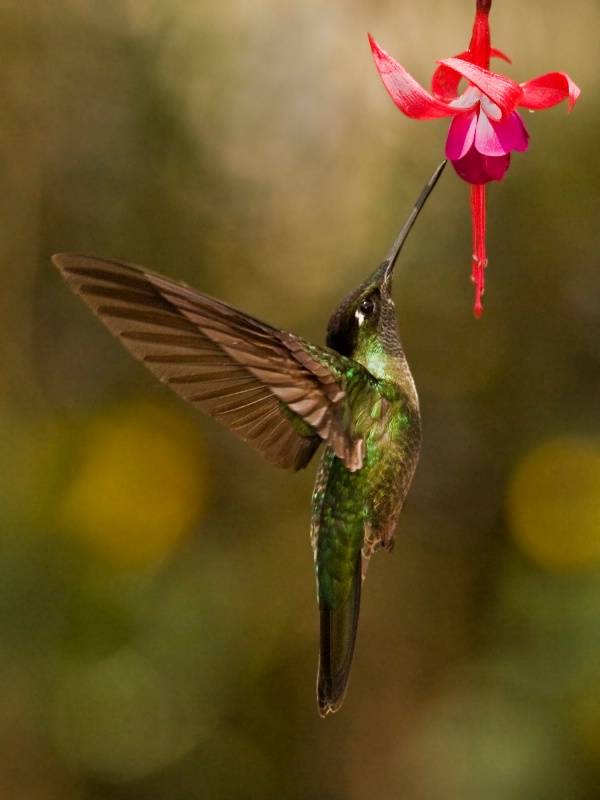 Feeding Hummingbird