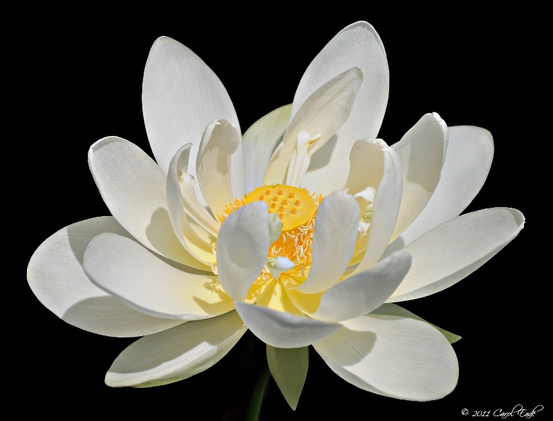 White Lotus 